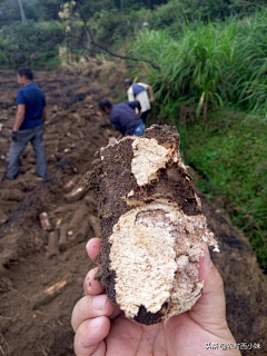 齐尚景观-庭院/文旅采集到大地物产/水果/蔬菜/五谷杂粮//瓜果蔬菜/田园摄影/唯美田园