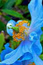 Tibetan blue poppy