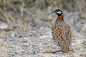 黑鹧鸪 Francolinus francolinus 雉鸡目 雉科
Black Francolin (Francolinus francolinus) by Tanmay Haldar on 500px