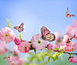 General 3500x2916 butterfly nature flowers pink flowers blossoms