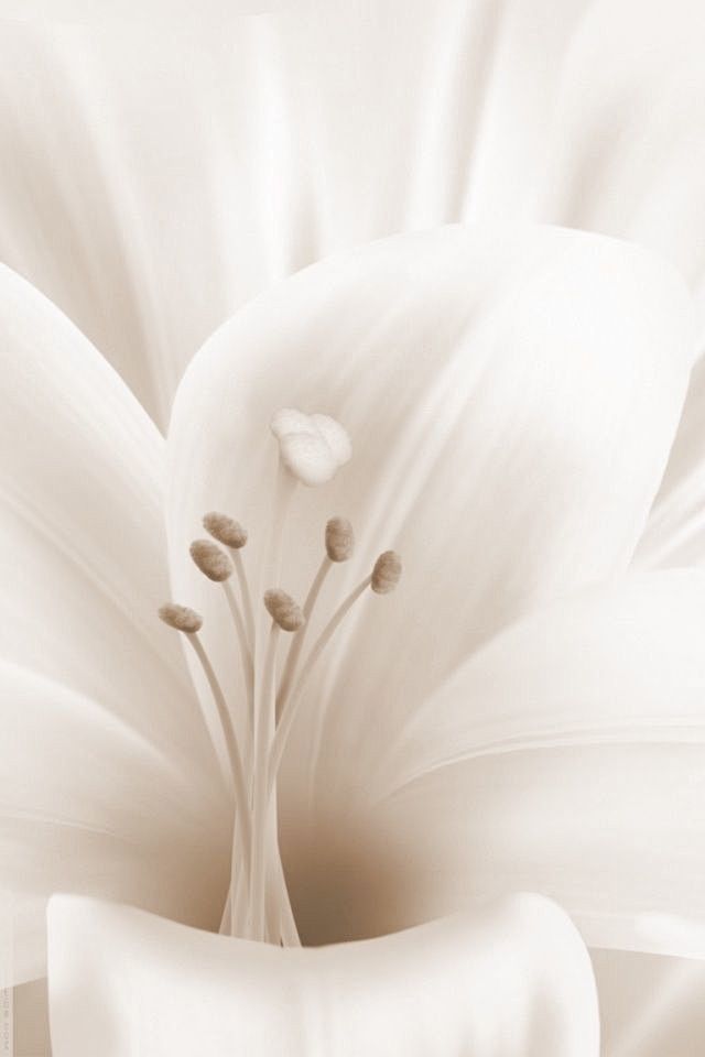 百合
白百合被认为是圣母之花，象征着纯洁...
