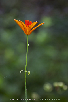 流年色玥落倾城采集到百花物语——百合花开