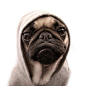 THUG PUG - @M.s. Franz  - I thought you'd like this :): 