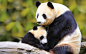 自然动物鸟国家地理熊猫森林婴儿绿色高清壁纸