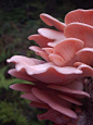 Pink oyster mushroom. Absolutely beautiful and delicious. Gonna cook you tomorrow.