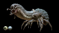 Sinodon, Antoine Verney-Carron : Sinodon is a nasty creature living in swamps

Maya/Zbrush/Mari/Arnold/Photoshop
texturingXYZ animal maps for skin details