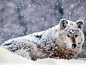 snow wolves wallpaper (#16114) / Wallbase.cc