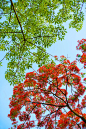 盛夏，凤凰树花开。抬头看，花叶繁茂，红绿参半，背景的天是那种嫩嫩的蓝。
