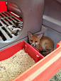 一位网友发现有只小狐狸偷偷溜进他家鸡窝睡着了，没有伤害一只小鸡。他去检查时，小狐狸就睁着无辜的大眼睛一直看着他。