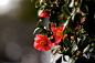 Photograph The Camellia by Koichi Fukuda on 500px