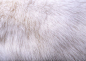 白色动物皮毛背景png免抠素材_新图网 https://ixintu.com 人造毛 动物皮毛 图片素材 底纹背景 白色动物皮毛背景图片 白色动物皮毛背景图片素材下载 皮毛 背景 背景花边