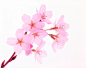 影棚拍摄,室内,植物,粉色,部分_74919922_Close-up of pink flowers_创意图片_Getty Images China