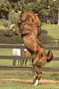 The sun really brought out the gorgeous, rich copper tone in this rearing Arabian horse!