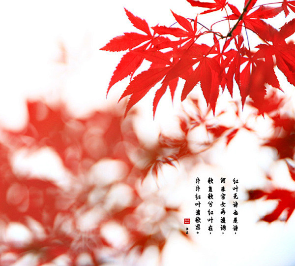 秋天的枫树之美，不仅在那经霜的素红，而更...