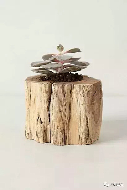 木质花器——生命力的家居装饰品