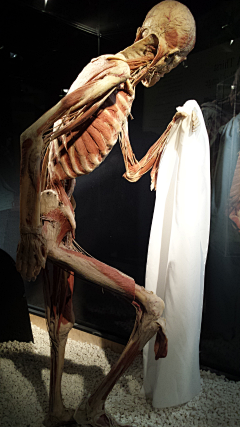 甄可采集到Body Worlds