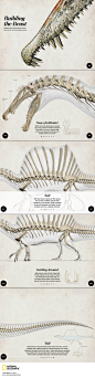 Explore the anatomy of Spinosaurus, the largest predatory dinosaur that existed. By Lawson Parker, October 2014.: 
