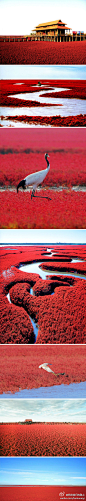 中国也有如此正红的一片“红海滩”，而且据说它距离北京才500多公里，这个季节长势正好，你想去吗？~【辽宁，盘锦】