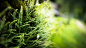 Switzerland ferns macro wallpaper (#2872582) / Wallbase.cc