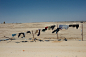 纪实摄影：北非的梦想