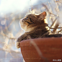 下丶夏蝉采集到萌猫。萌物