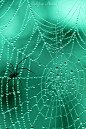 spider and the fly on spider web #GIF#