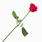 自然,摄影,红色,白色,白色背景_skd190626sdc_Close up of a rose_创意图片_Getty Images China@北坤人素材