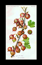 全部尺寸 | Carrie Gooseberry 1909 USDA Field Trial Botanical Illustration | Flickr - 相片分享！