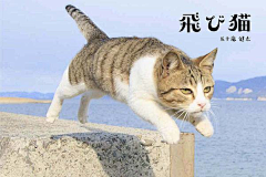 甲板喵采集到猫咪