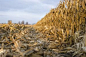 New Study Shows We Could Expect Growth in Biofuels Using Corn Stover by John Kaweske: 