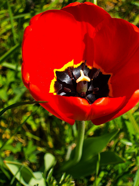 Tulip, Stuttgart, Ba...