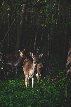 墨墨大娃娃采集到Deer.▕ 是鹿呢。