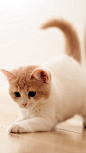 萌萌的猫咪 iPhone高清手机壁纸 黄白猫,手机壁纸 #色彩# #经典#