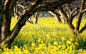 General 2560x1600 yellow flowers trees nature landscape