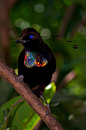 Western or Arfak Parotia (Parotia sefilata) endemic in Indonesia, belongs to the family of &#;8220Birds of Paradise&#;8221 (Paradisaeidae). These iridescent blue plumes, which are present only in males, are armed during mating looking like a balle