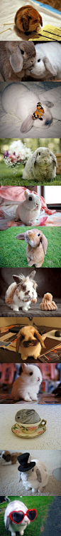 可爱宠物中心12只超可爱兔子，总有一只萌到你！[爱你]