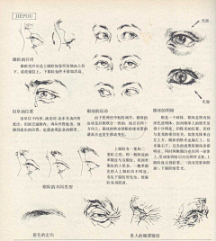 Ni懂否采集到人体结构-造型基础