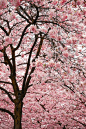 Cherry Blossom