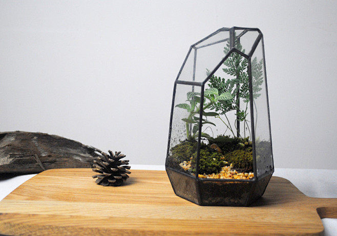 包邮苔藓微景观生态瓶办公室玻璃花房植物创...