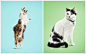 Randal Ford：纯色背景下的可爱动物肖像