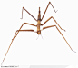 昆虫世界-褐色的六腿昆虫
