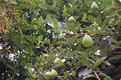 枫林青采集到杭州植物