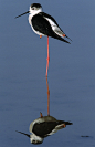 Black-winged Stilt Himantopus Print By Hans Schouten | Beautiful Birds