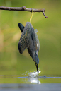 green heron fishing angler by Ahn . b . k  on 500px