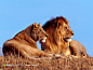 雄狮与母狮望向远方