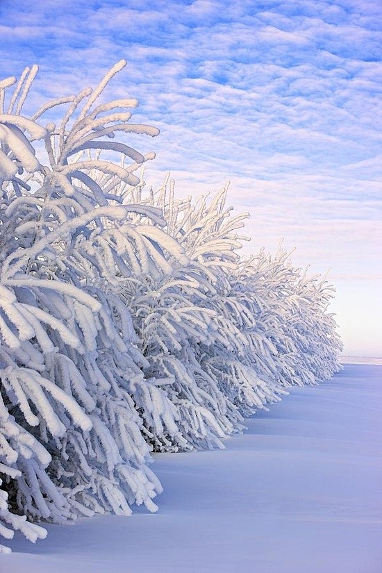 冬天的雪 