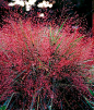 Eragrostis 'Purple Love Grass' --- Stunning and unique pink 'cloud-like' effect.  // Great Gardens & Ideas //