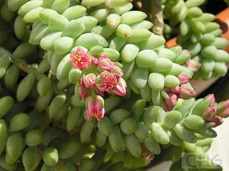 小玉珠帘(Sedum morganian...