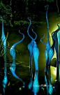 Chihuly Nights ~ Dallas Arboretum and Botanical Garden ~Texas: 