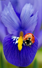 Ladybird on blue iris